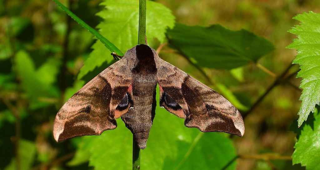 Nastrosz półpawik (Smerinthus ocellatus)