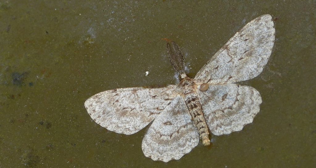Przylepek nakropek (Hypomecis punctinalis)