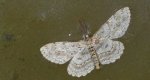 Przylepek nakropek (Hypomecis punctinalis)
