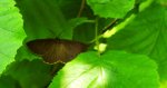 Koszówka murzynka (Canephora hirsuta)