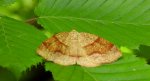 Nakreślik iwiniak (Plagodis pulveraria)