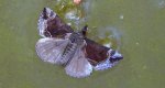 Kotarnica jagodnica (Hypena /Bomolocha/ crassalis)