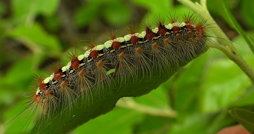 Białka wierzbówka (Leucoma salicis)