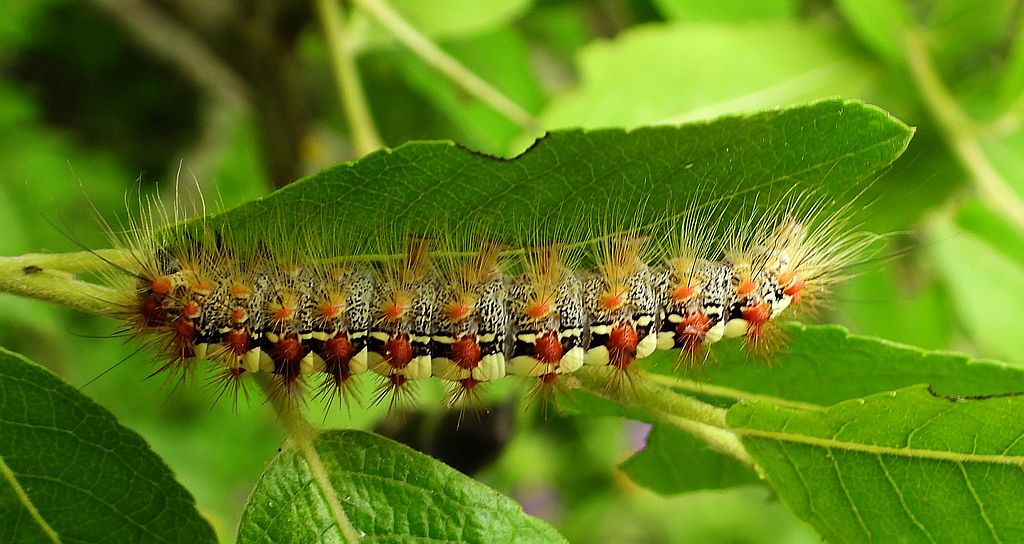 Białka wierzbówka (Leucoma salicis)