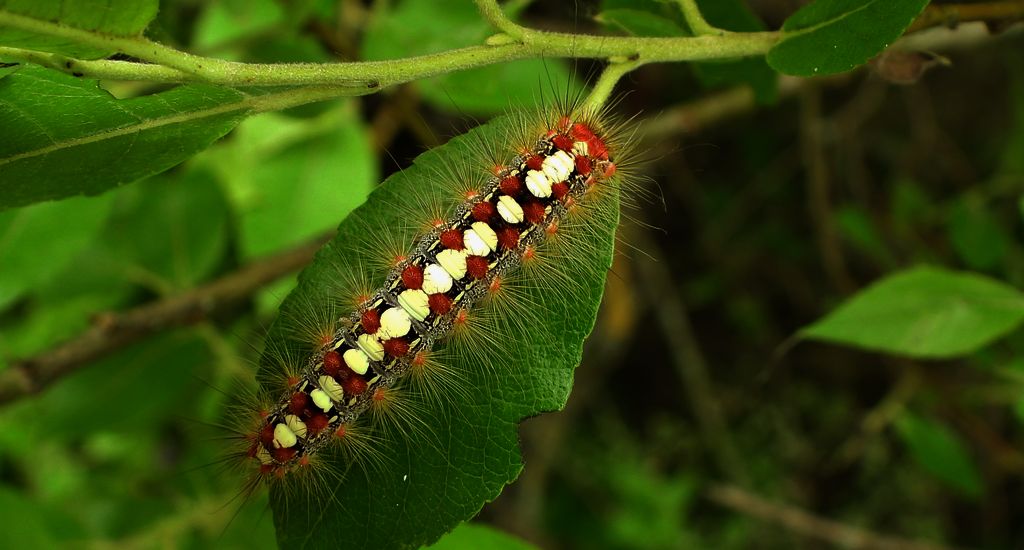Białka wierzbówka (Leucoma salicis)