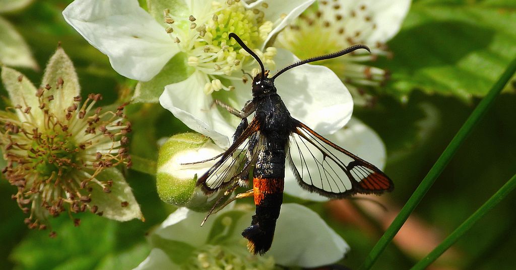 Przeziernik mróweczka (Synanthedon formicaeformis)