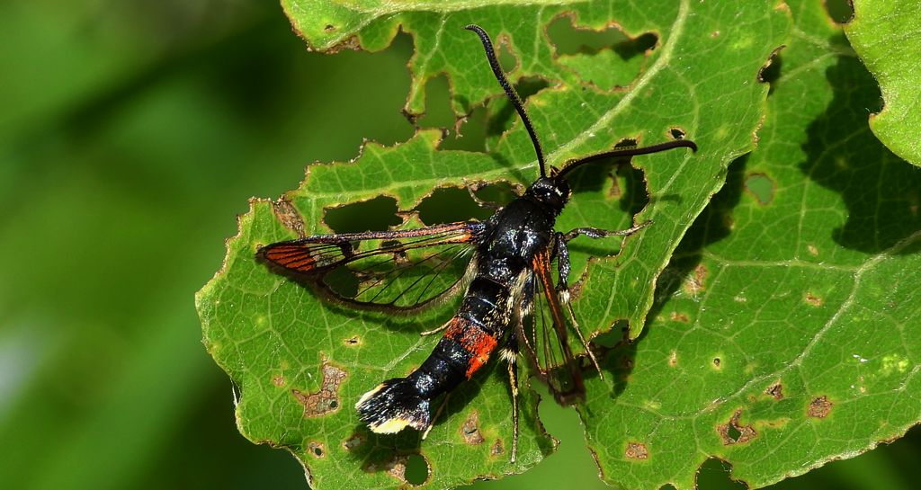 Przeziernik mróweczka (Synanthedon formicaeformis)