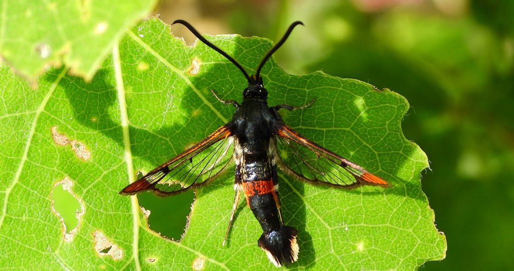 Przeziernik mróweczka (Synanthedon formicaeformis)