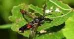 Przeziernik mróweczka (Synanthedon formicaeformis)