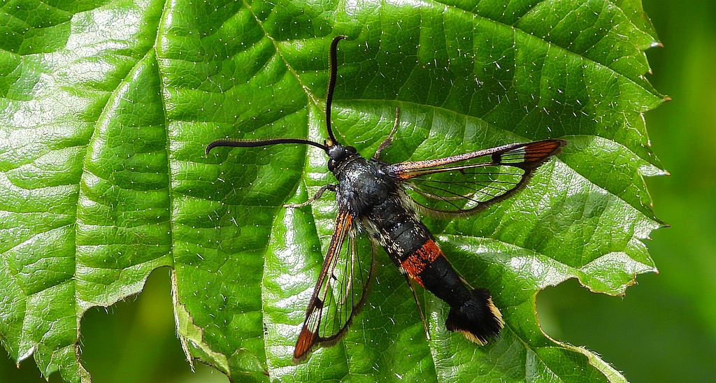 Przeziernik mróweczka (Synanthedon formicaeformis)