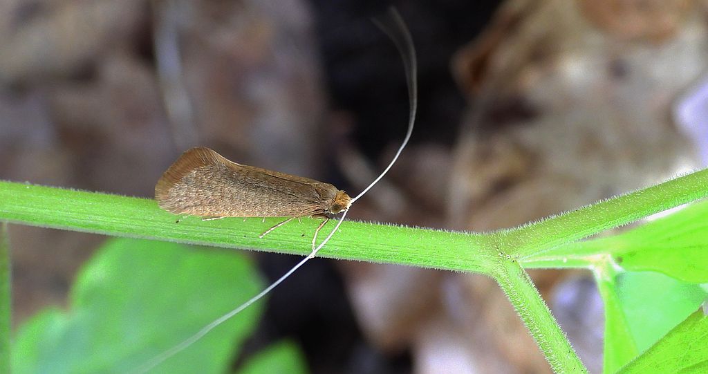 Wąsateczka - Nematopogon swammerdamella