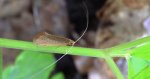 Wąsateczka - Nematopogon swammerdamella