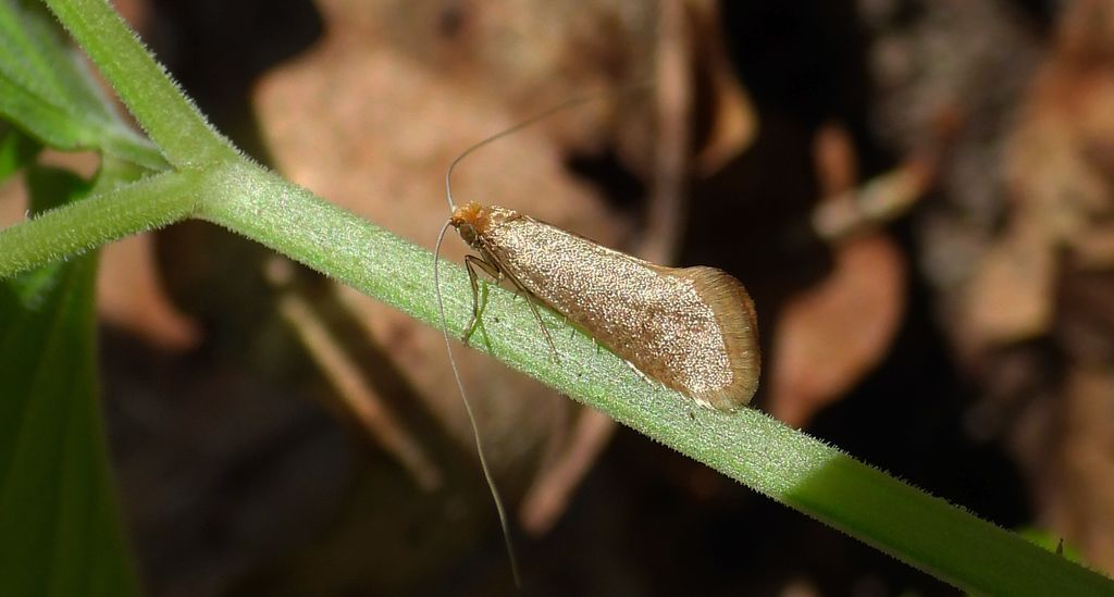 Wąsateczka - Nematopogon swammerdamella