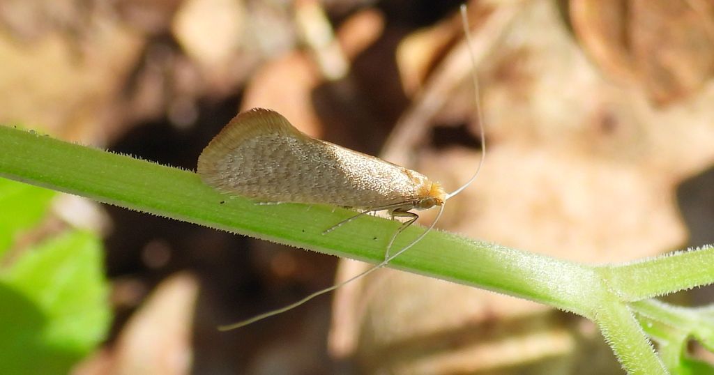 Wąsateczka - Nematopogon swammerdamella