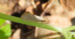 Wąsateczka - Nematopogon swammerdamella