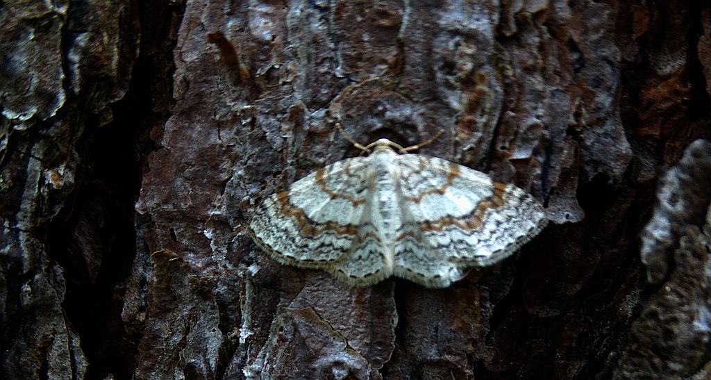 Hydrelia leśna (Hydrelia sylvata)