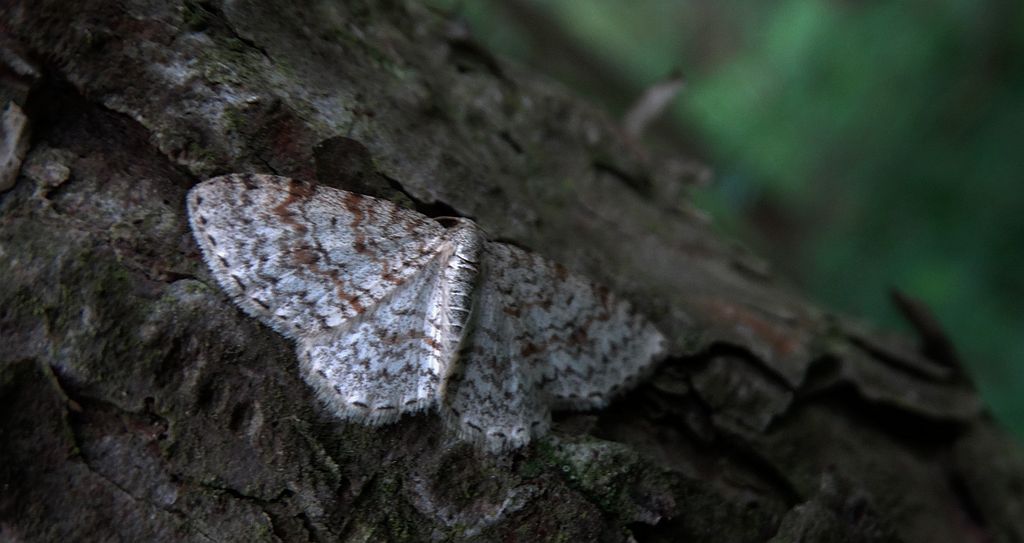 Hydrelia leśna (Hydrelia sylvata)
