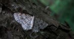 Hydrelia leśna (Hydrelia sylvata)