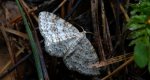 Hydrelia leśna (Hydrelia sylvata)