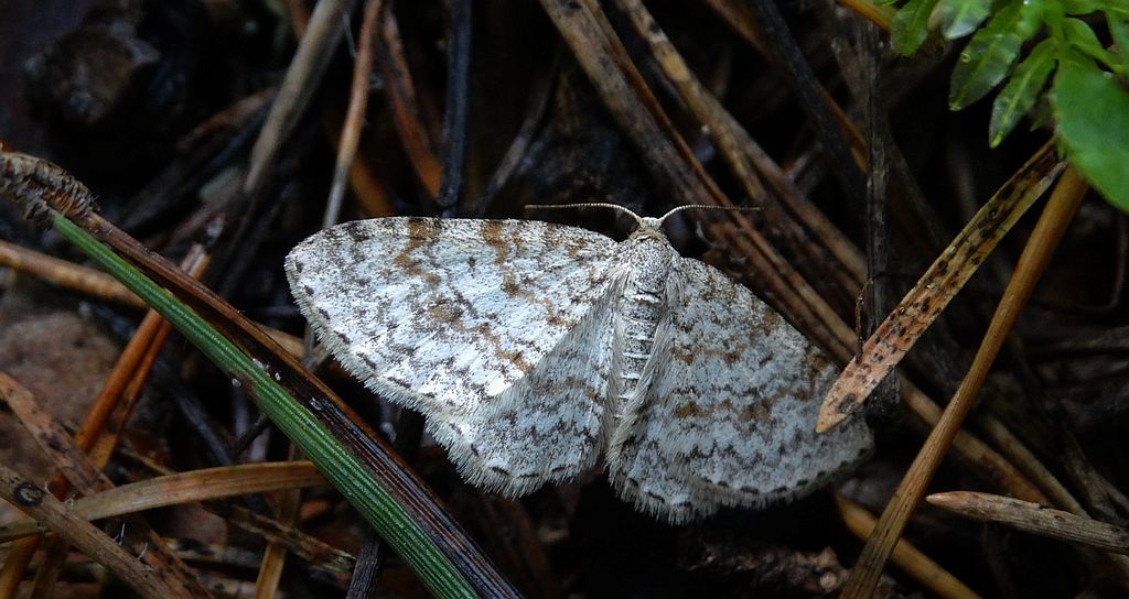 Hydrelia leśna (Hydrelia sylvata)