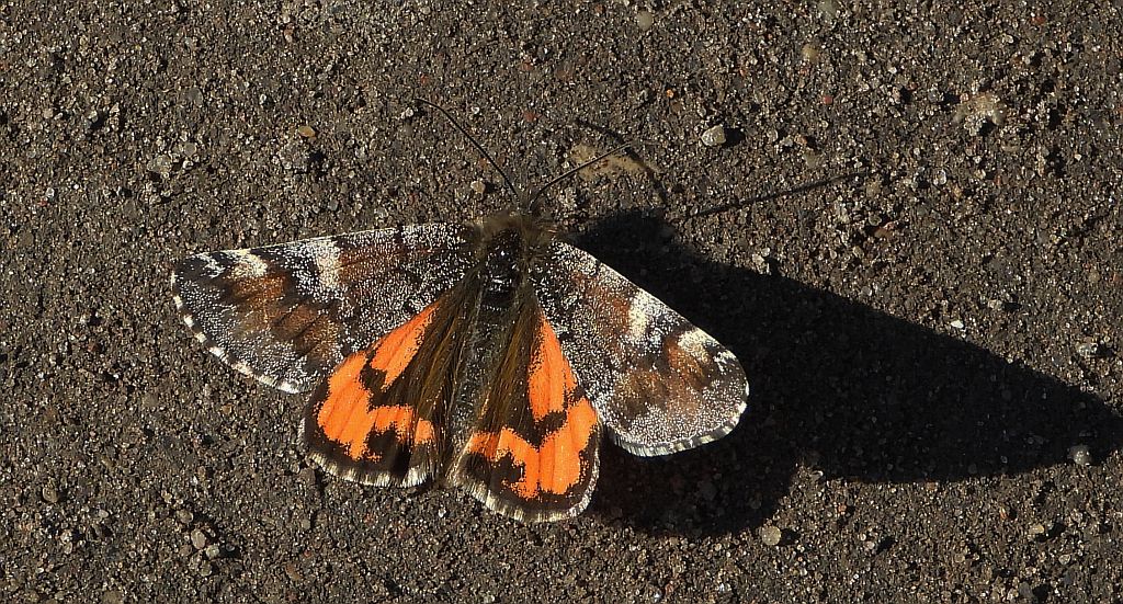 Bęsica kwietniówka (Archiearis parthenias)
