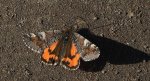 Bęsica kwietniówka (Archiearis parthenias)