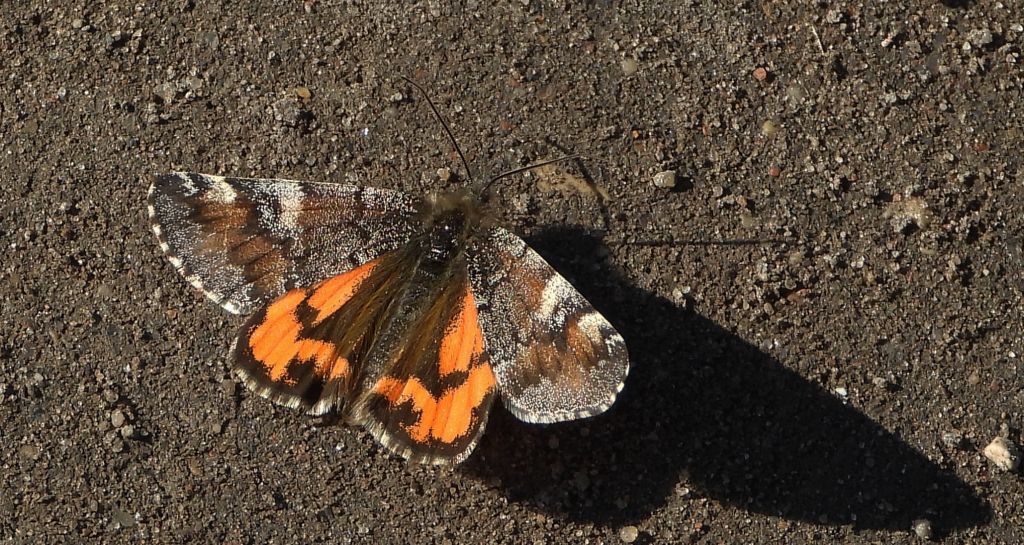 Bęsica kwietniówka (Archiearis parthenias)
