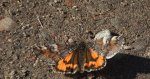 Bęsica kwietniówka (Archiearis parthenias)