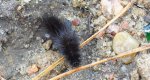 Szewnica pokrzywnica (Spilosoma urticae)