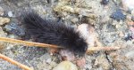 Szewnica pokrzywnica (Spilosoma urticae)