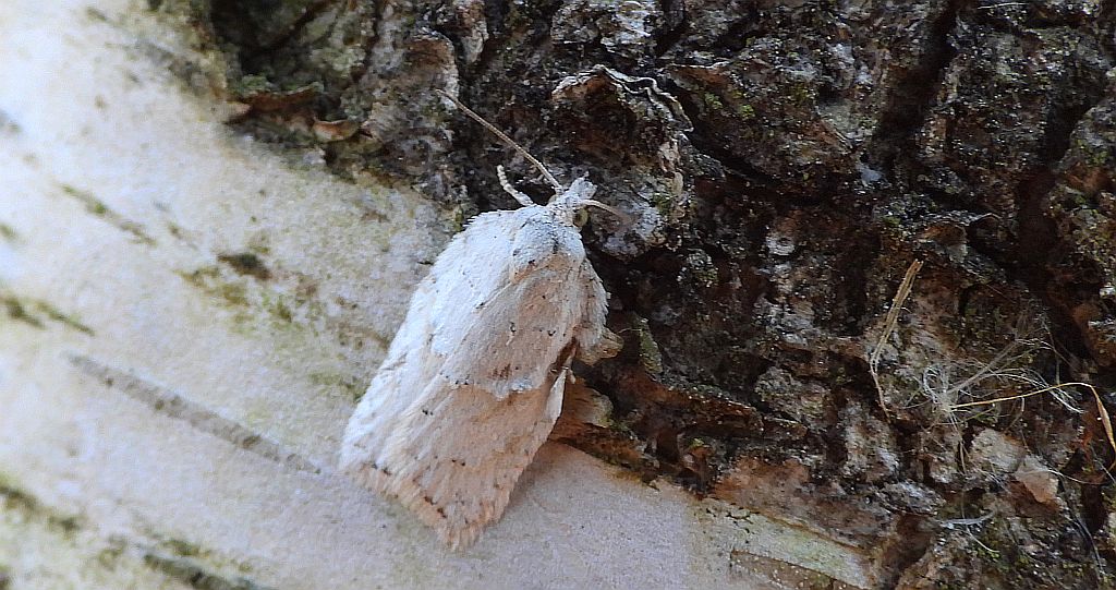 Zwójka brzozówka (Acleris ferrugana)