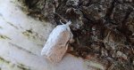 Zwójka brzozówka (Acleris ferrugana)