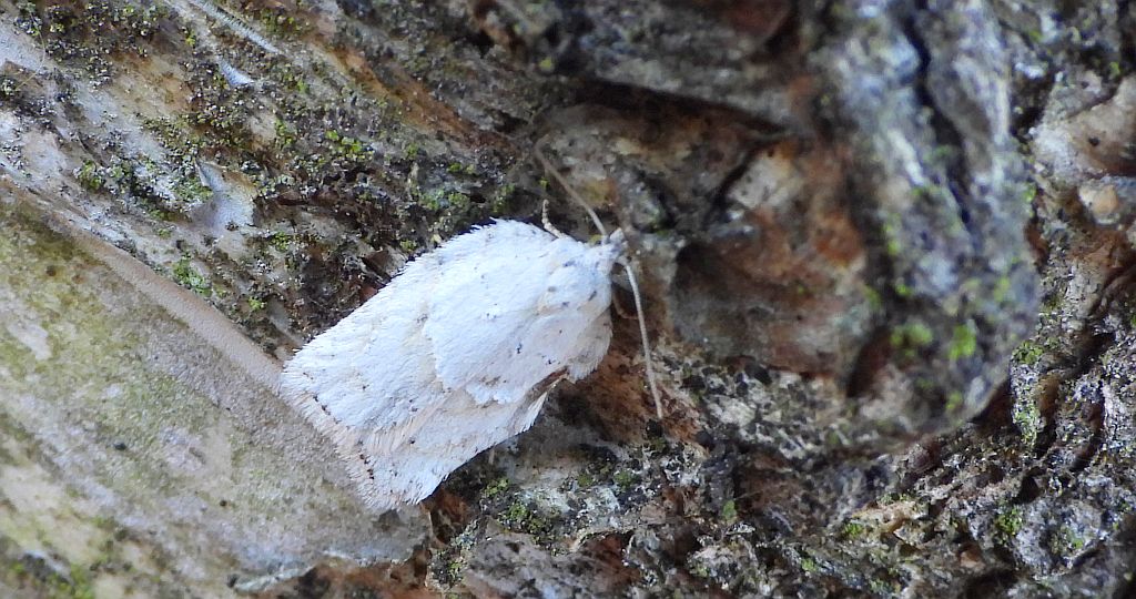 Zwójka brzozówka (Acleris ferrugana)