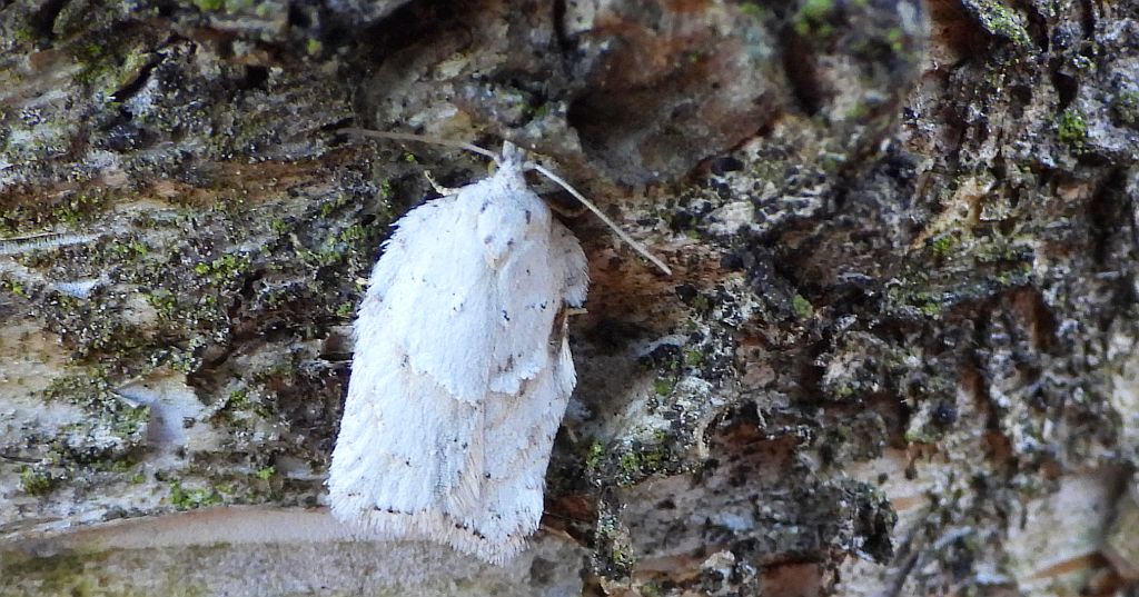 Zwójka brzozówka (Acleris ferrugana)