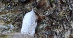 Zwójka brzozówka (Acleris ferrugana)