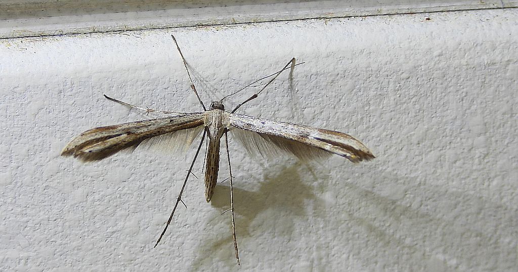 Piórolotek zwyczajny (Emmelina monodactyla)