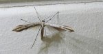 Piórolotek zwyczajny (Emmelina monodactyla)