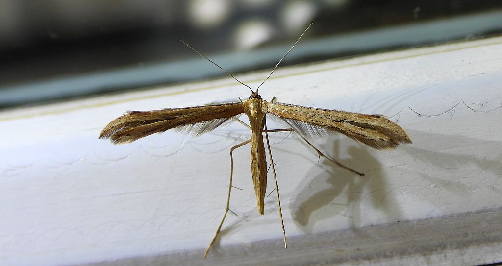 Piórolotek zwyczajny (Emmelina monodactyla)