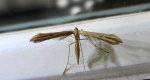 Piórolotek zwyczajny (Emmelina monodactyla)