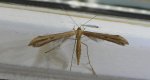 Piórolotek zwyczajny (Emmelina monodactyla)