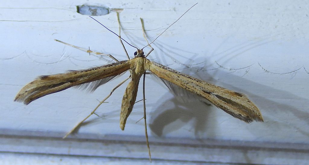Piórolotek zwyczajny (Emmelina monodactyla)