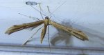 Piórolotek zwyczajny (Emmelina monodactyla)