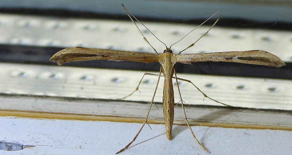Piórolotek zwyczajny (Emmelina monodactyla)