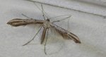 Piórolotek zwyczajny (Emmelina monodactyla)