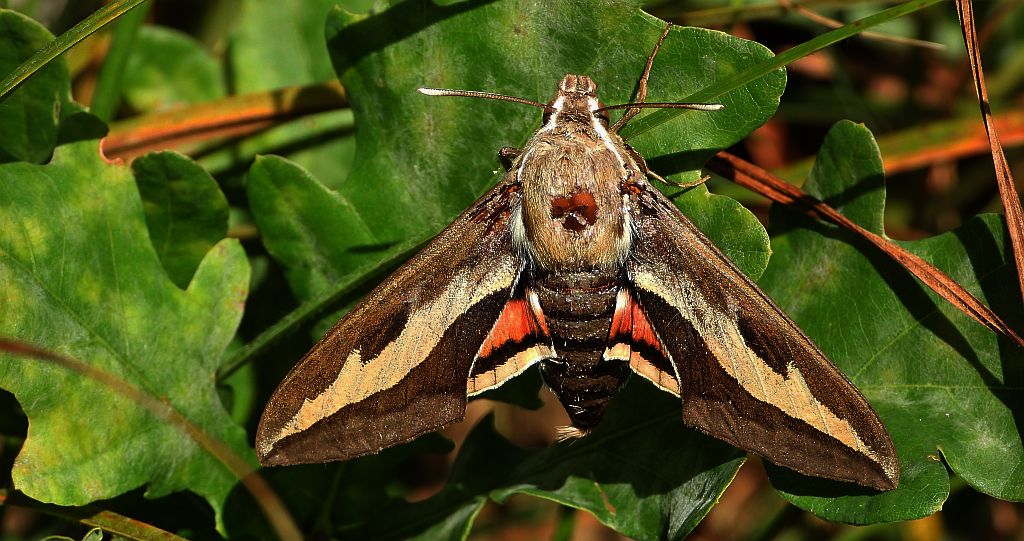 Zmrocznik przytuliak (Hyles gallii)