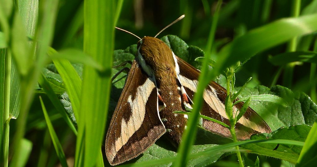 Zmrocznik przytuliak (Hyles gallii)