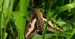 Zmrocznik przytuliak (Hyles gallii)