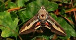 Zmrocznik przytuliak (Hyles gallii)