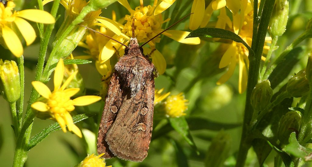 Rolnica malinówka (Diarsia rubi)