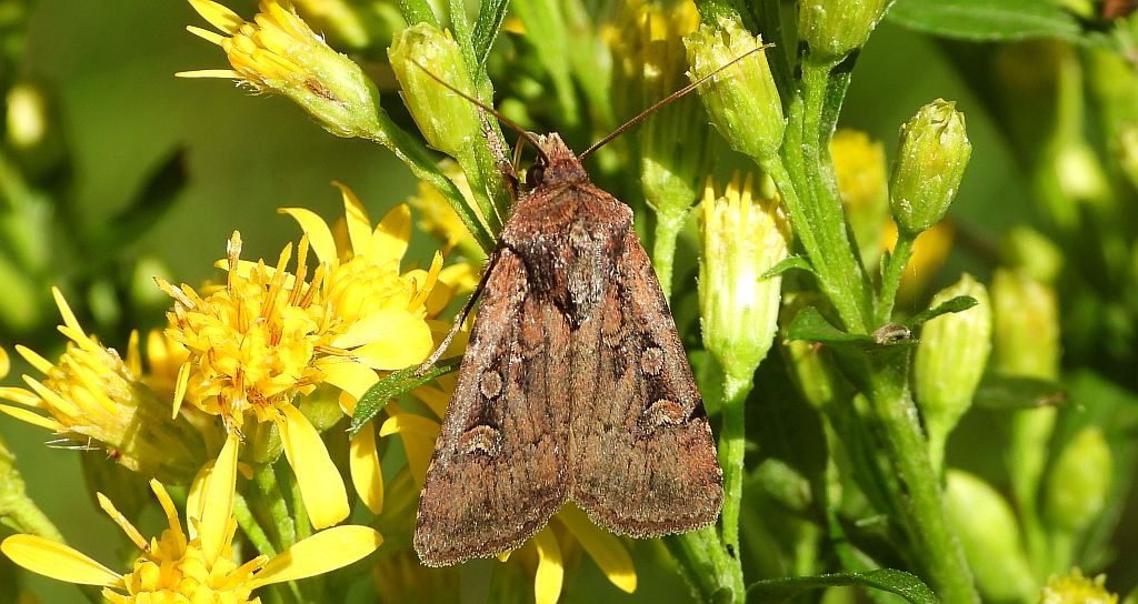 Rolnica malinówka (Diarsia rubi)